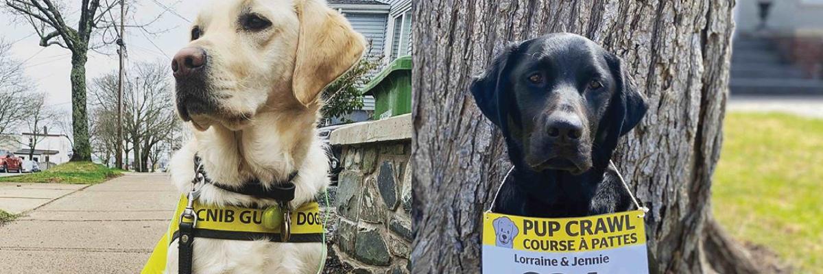 First photo is of a yellow Labrador-Retriever, sitting on a neighbourhood sidewalk, wearing a Pup Crawl race bib. Second photo is of a black Labrador-Retriever, sitting in front of a tree, wearing a Pup Crawl race bib.