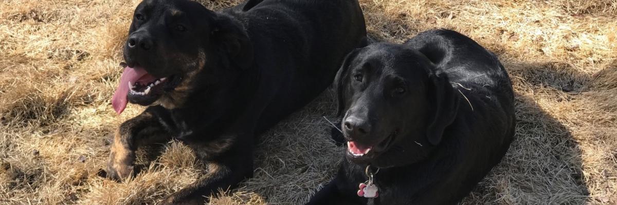 Two black Labs, one with brindled paws, laying on the grass and looking up toward the camera