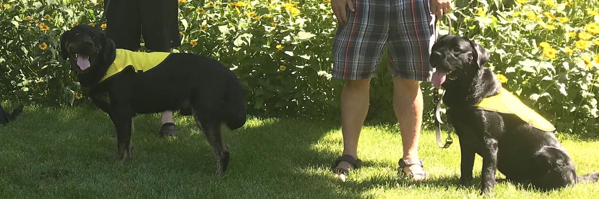 Siblings Percy (left) and Indy (right), two black Labrador-Retrievers, wearing their bright yellow Future Guide Dog vests and smiling for the camera with their tongues sticking out. Percy is standing and Indy is sitting, both at the feet of their volunteer puppy raisers, on grass in front of yellow flowers.