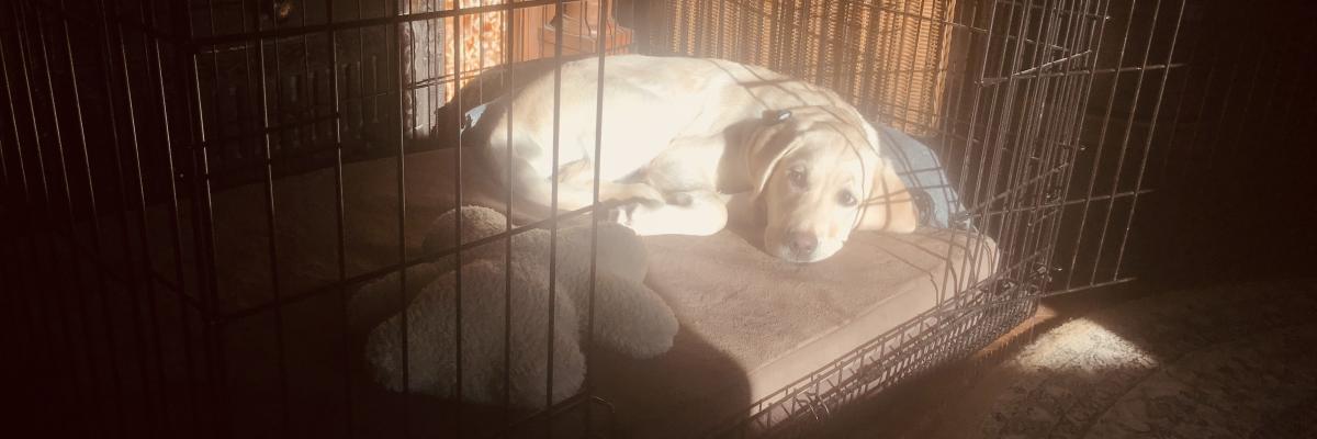 A yellow Labrador-Retriever puppy laying in her crate with the door open, and the sun beaming in on her.