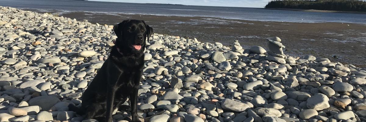 Hope, a black Labrador-Retriever, sitting on a rocky beach in front of the ocean.