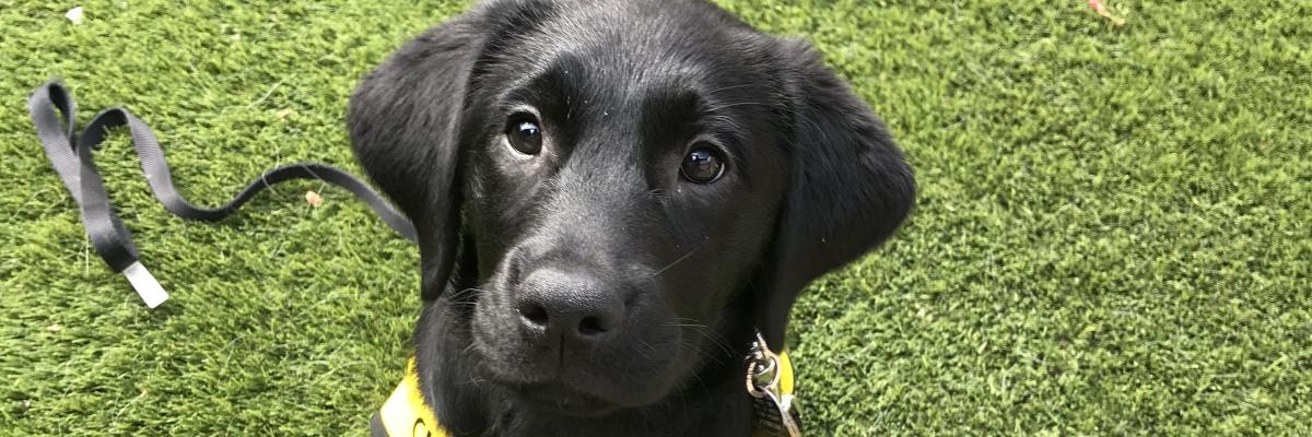 Un chiot labrador retriever noir de neuf semaines, assis sur l’herbe, portant une veste jaune de futur chien-guide et regardant l’appareil photo.