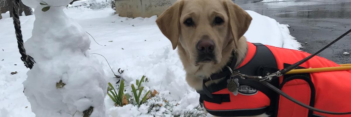 Un chien-guide Labrador Retriever jaune portant un harnais avec une veste d'hiver en dessous et chaussé de bottes; il est debout sur la neige à côté d'un bonhomme de neige.