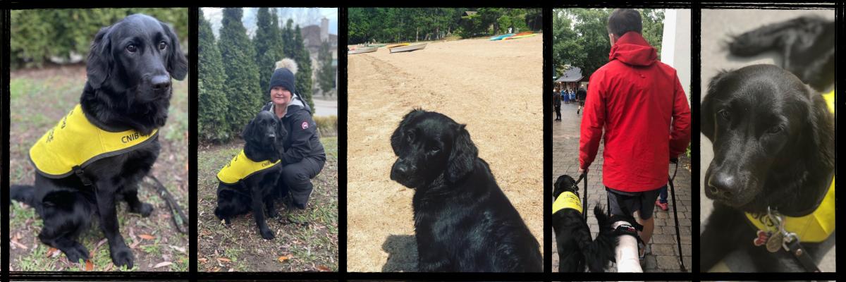 Collage de cinq photos, de gauche à droite : Hero, un croisement de Labrador-Retriever noir, portant sa veste de futur chien-guide et assis à l'extérieur sur les feuilles; Hero assis à côté de son éleveuse de chiots, Erin, qui est agenouillée à côté de lui; Hero assis sur une plage de sable; Hero marchant avec son éleveur qui a un pied dans le plâtre pied et doit se servir d’une canne; Hero allongé sur le sol prenant la pose pour la photo.