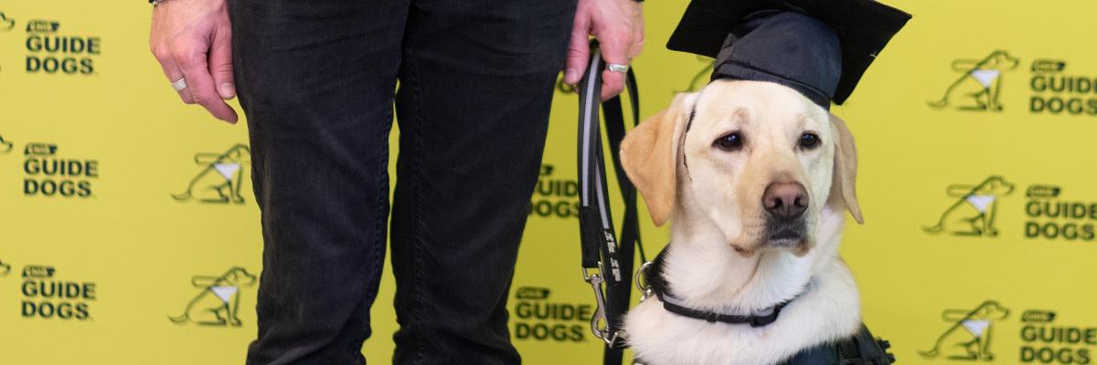 Un Labrador-Retriever blond, chien-guide d’INCA, portant un harnais et une toque de diplômé, assiste à sa remise de diplôme. On voit la main de son propriétaire qui tient sa laisse