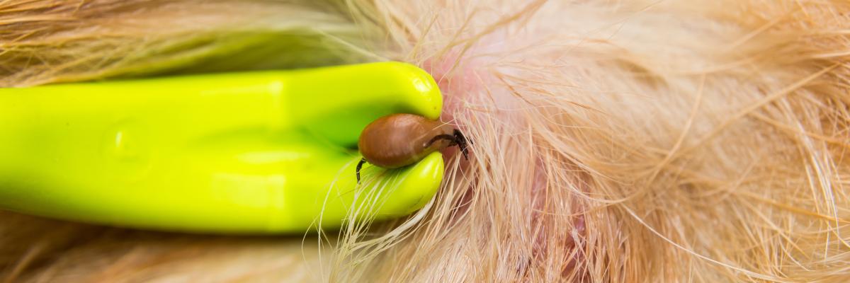 Close-up of a tick twister tool being used to remove a partially engorged tick from a dog’s skin