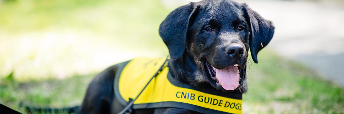 Pepper, un labrador noir croisé avec un golden retriever avec des marques bringées, lorsqu’il était chiot, couché dans l’herbe et portant le gilet jaune vif des futurs Chiens-guides d’INCA