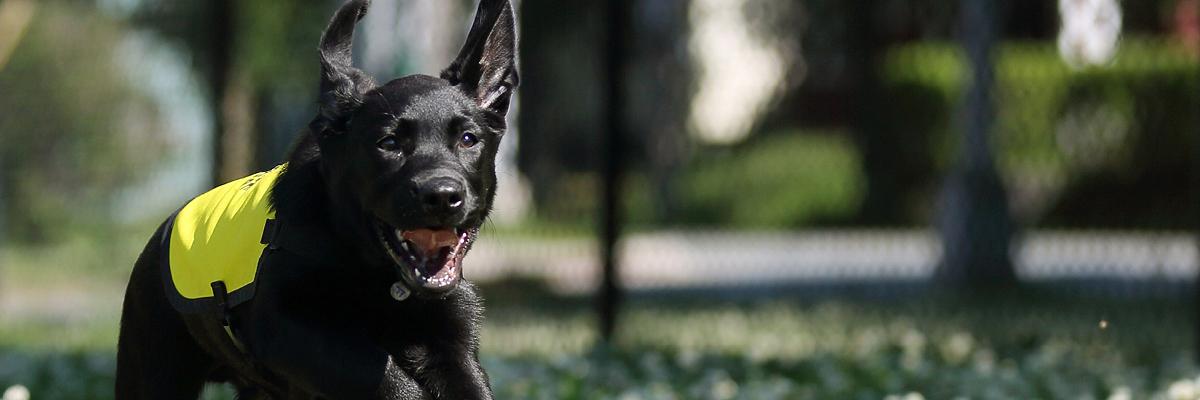 Flinn, un croisement Labrador-Retriever, court dans un champ, les oreilles battant au vent. 