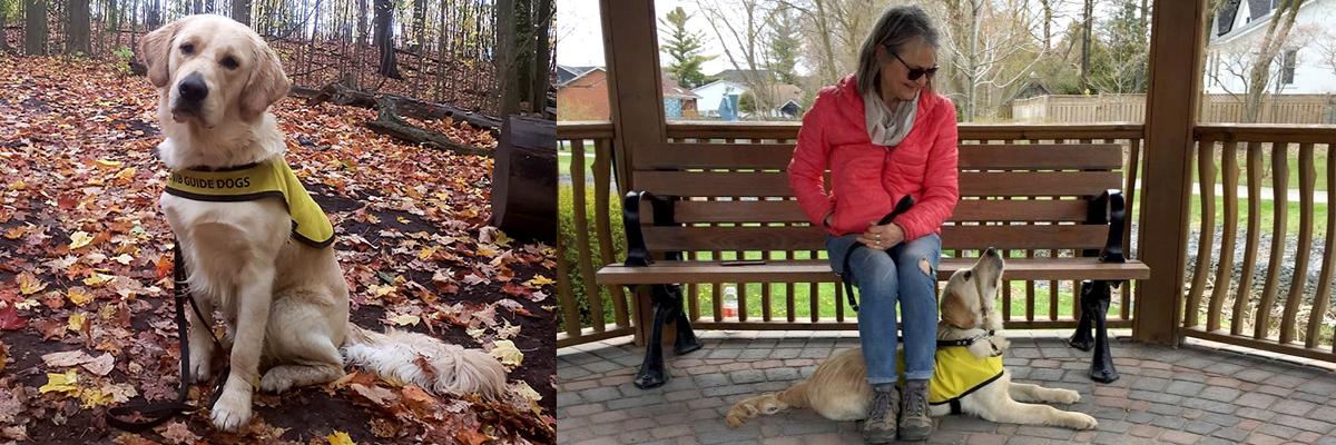 Flanders portant sa veste de futur chien-guide d'INCA et assis dans les feuilles d'automne qui jonchent le sol; Claire, éleveuse de chiots, assise sur un banc dans un gazebo, Flanders couché sous elle, la tête levée vers elle. 