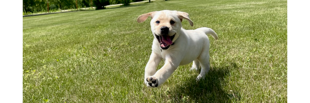 A tiny golden retriever puppy plays at a grassy park. It leaps through the air with its tongue wagging.