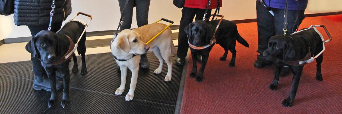 4 chiens guides (trois noirs et un jaune) en harnais aux pieds de leurs maîtres.