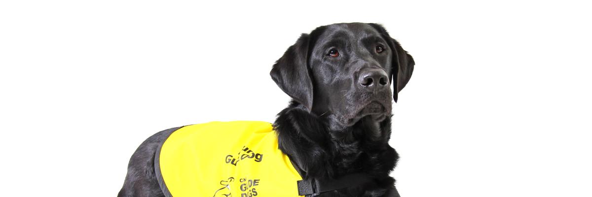 Chien-guide labrador noir portant un gilet jaune