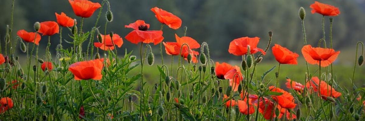 Un champ de coquelicots.