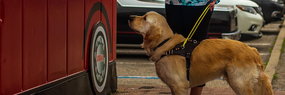 A Golden Retriever in a yellow harness.