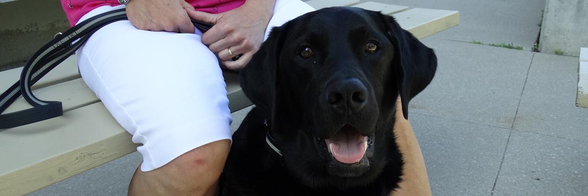 A black Lab/Golden Retriever sitting between a woman's legs.