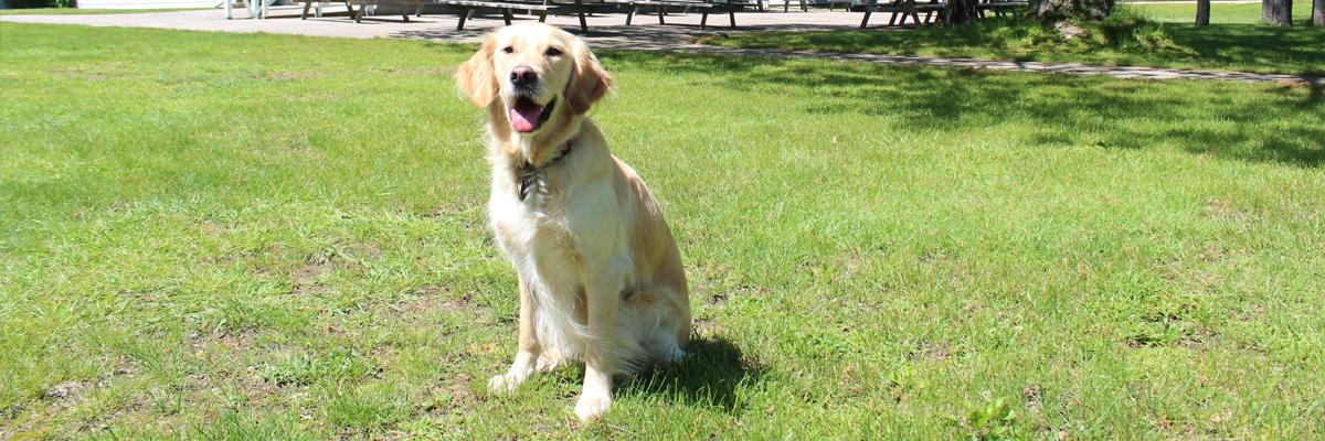 A Golden Retriever sitting on the grass.