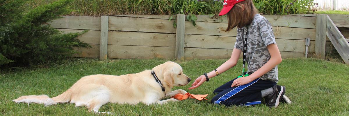 A young boy kneels on the grass and reaches towards a Golden Retriever.