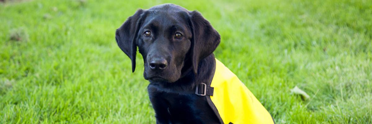 Photo d'un jeune Labrador noir portant un gilet jaune des chiens-guides d'INCA. 