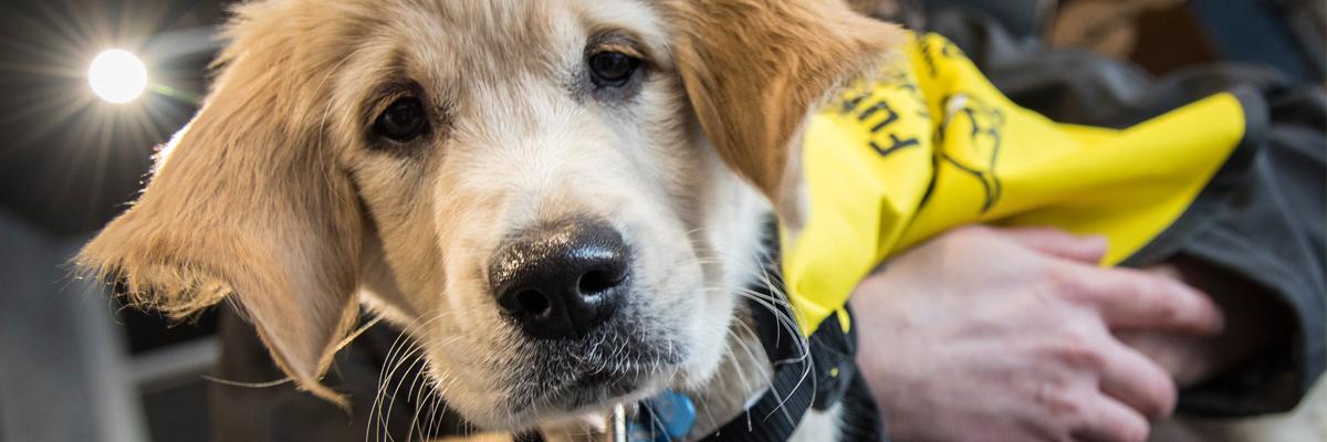 A close up of a yellow Golden Retriever.