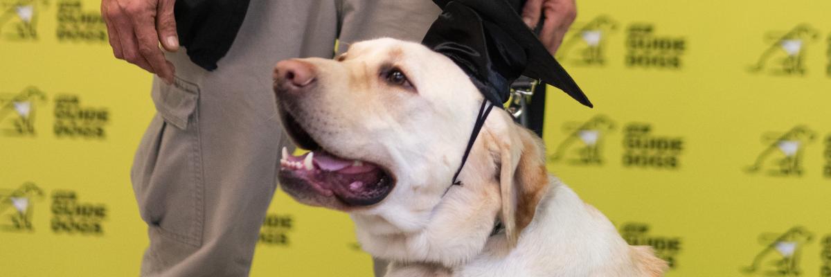 Un Labrador-Retriever blond, chien-guide d’INCA, portant un harnais et une toque de diplômé, assiste à sa remise de diplôme. On voit la main de son propriétaire qui tient sa laisse.