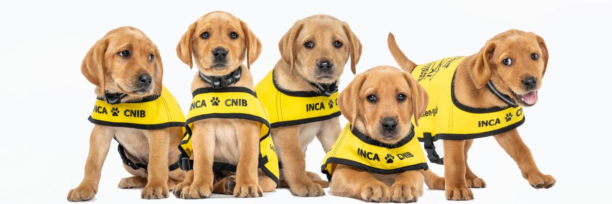 A group of CNIB Guide Dog puppies in yellow training vests 