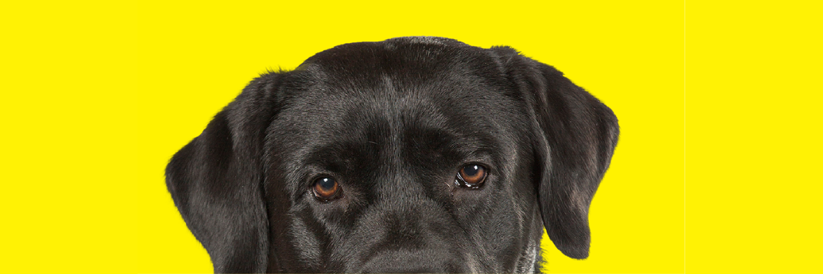 Le haut de la tête d’un chien-guide sur fond jaune. Le chien est un labrador noir et sa tête apparaît au milieu de la page.