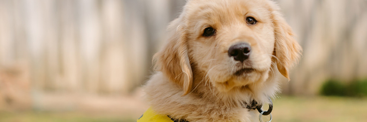 Un labrador-golden retriever au poil soyeux. Le chiot porte un gilet jaune de chien-guide en formation d'INCA.