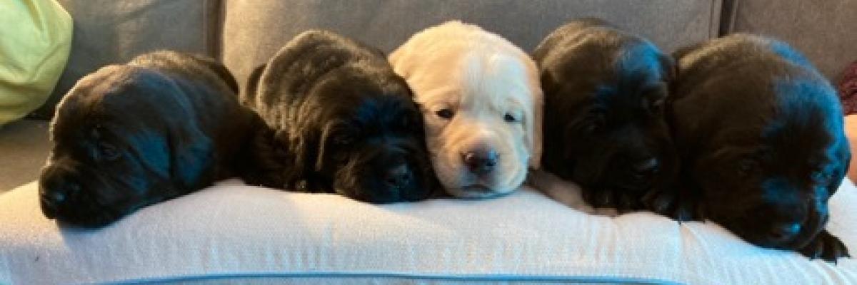 A litter of 5 puppies sleeps on a dog bed. Four puppies are black female labs (Jedda, Makali, Hera, Ella), and one is a yellow male lab (Angus).  