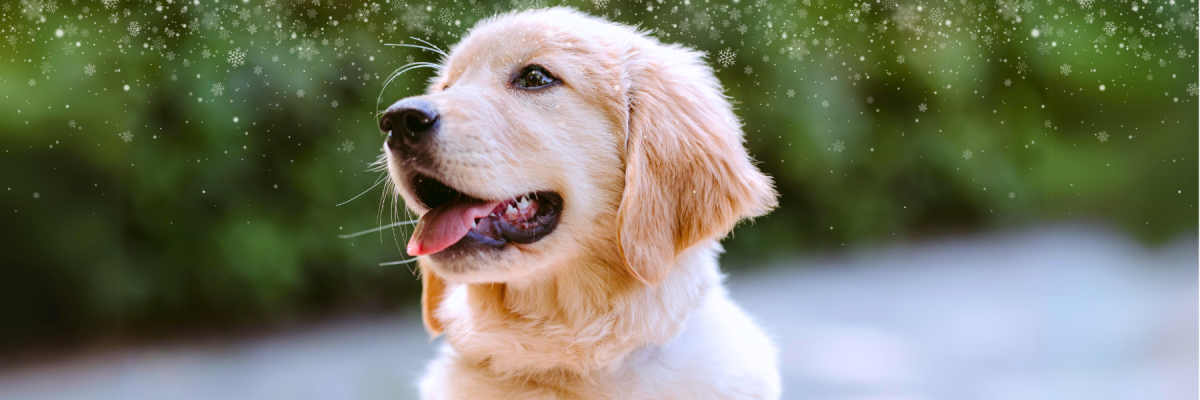 un chien-guide d'INCA, sans harnais