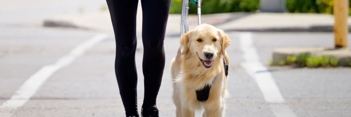 Un chien-guide au poil blond en harnais et le torse de son utilisateur. Ils sont en mouvement et traversent une intersection.