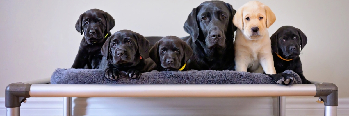 Un groupe de chiots sur une table