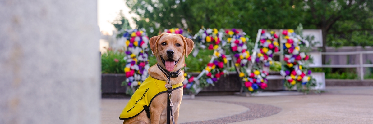 Un labrador Red Fox vêtu d'un gilet jaune « Future Guide Dog » (futur chien-guide) d'INCA est assis sur un chemin en panneaux de béton à l'extérieur, souriant et regardant directement vers la caméra. Derrière le chiot se trouve un grand panneau « Love » décoré de fleurs et encadré par de grands arbres verts.