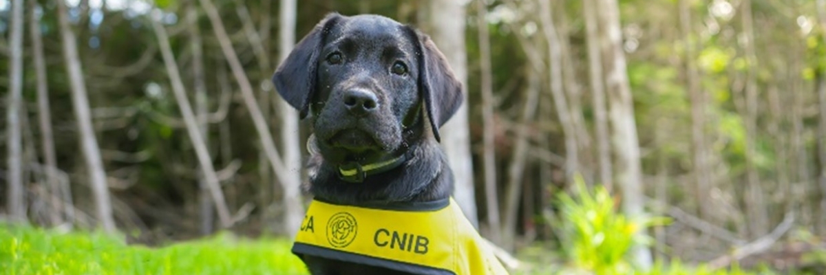 Un chiot labrador noir portant un gilet jaune d'INCA est assis sur l'herbe et regarde directement la caméra avec une expression sérieuse. De grands arbres forment l'arrière-plan.