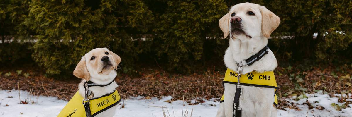 Deux labradors retrievers jaunes portant des gilets jaune vif d'INCA Guide Dog sont assis dans la neige ; l'un est un petit chiot à gauche et l'autre est un chien plus âgé à droite, tous deux regardant vers le haut, attachés par leur laisse.