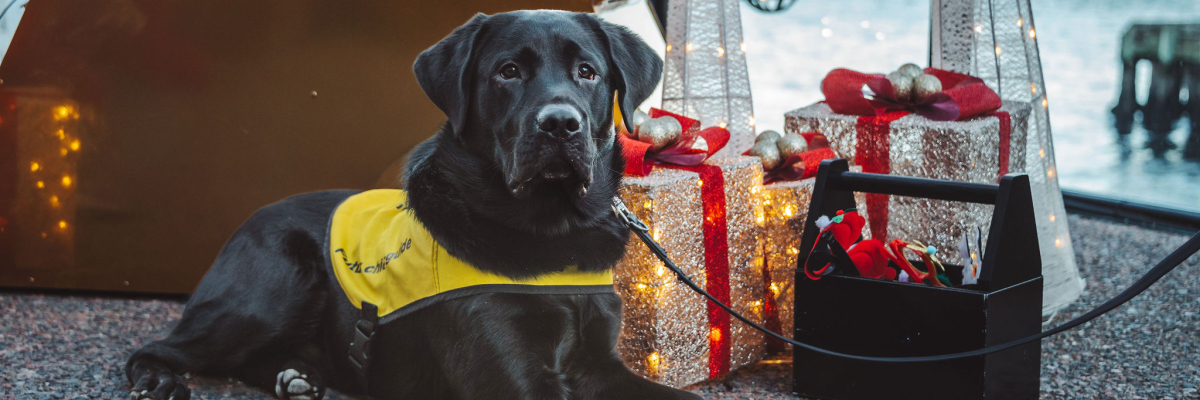 Un labrador noir portant un gilet jaune des Chiens-Guides d’INCA est allongé sur le sol à côté de décorations de Noël illuminées et de cadeaux emballés, avec de l'eau et un décor festif en arrière-plan.