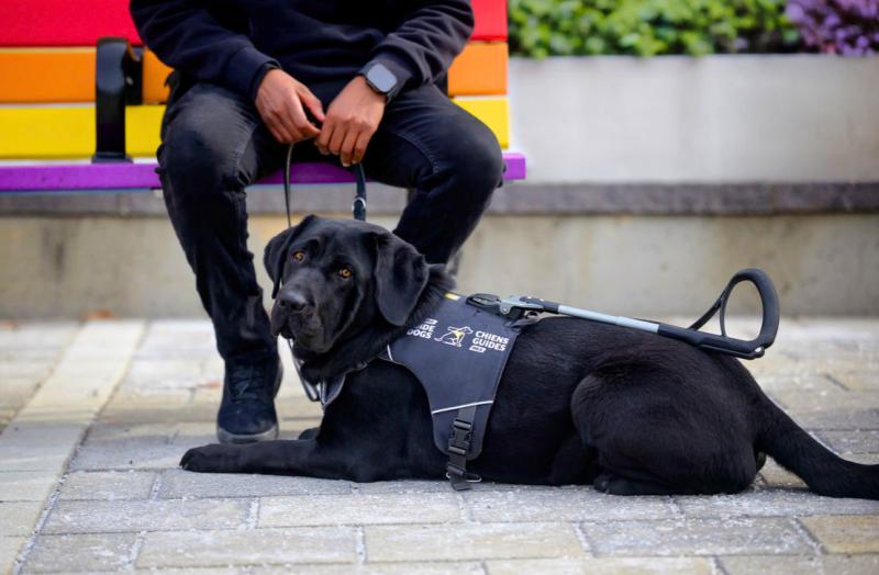Un chien Labrador noir croisé avec un Golden Retriever, portant un harnais de Chiens-guides d'INCA, est allongé aux pieds d'une personne assise sur un banc.