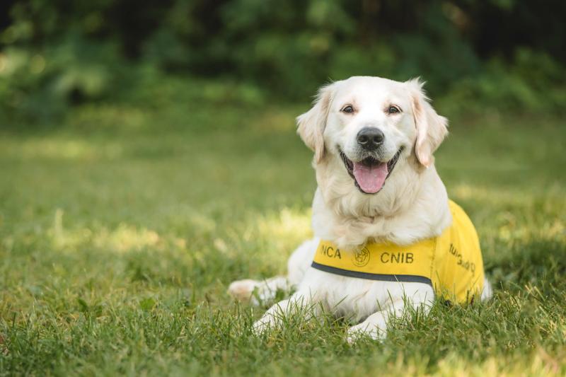 Un chien Golden Retriever vêtu d’un gilet de futurs chiens-guides d’INCA est allongé dans un pré.
