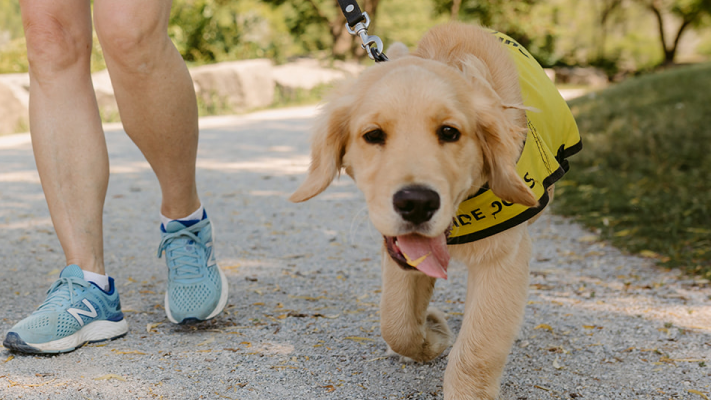 Deux futurs chiens-guides d'INCA font une promenade. À côté d'eux, des pieds avec des souliers de courses.