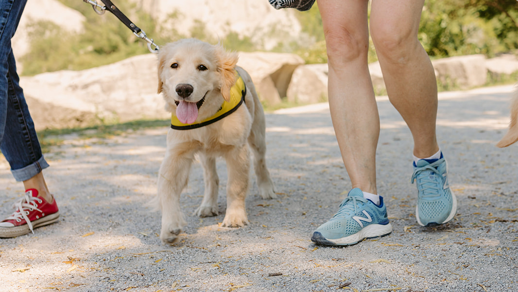 Chiots, futurs chiens-guides, marchant en laisse avec leur éleveuse en souliers de course.