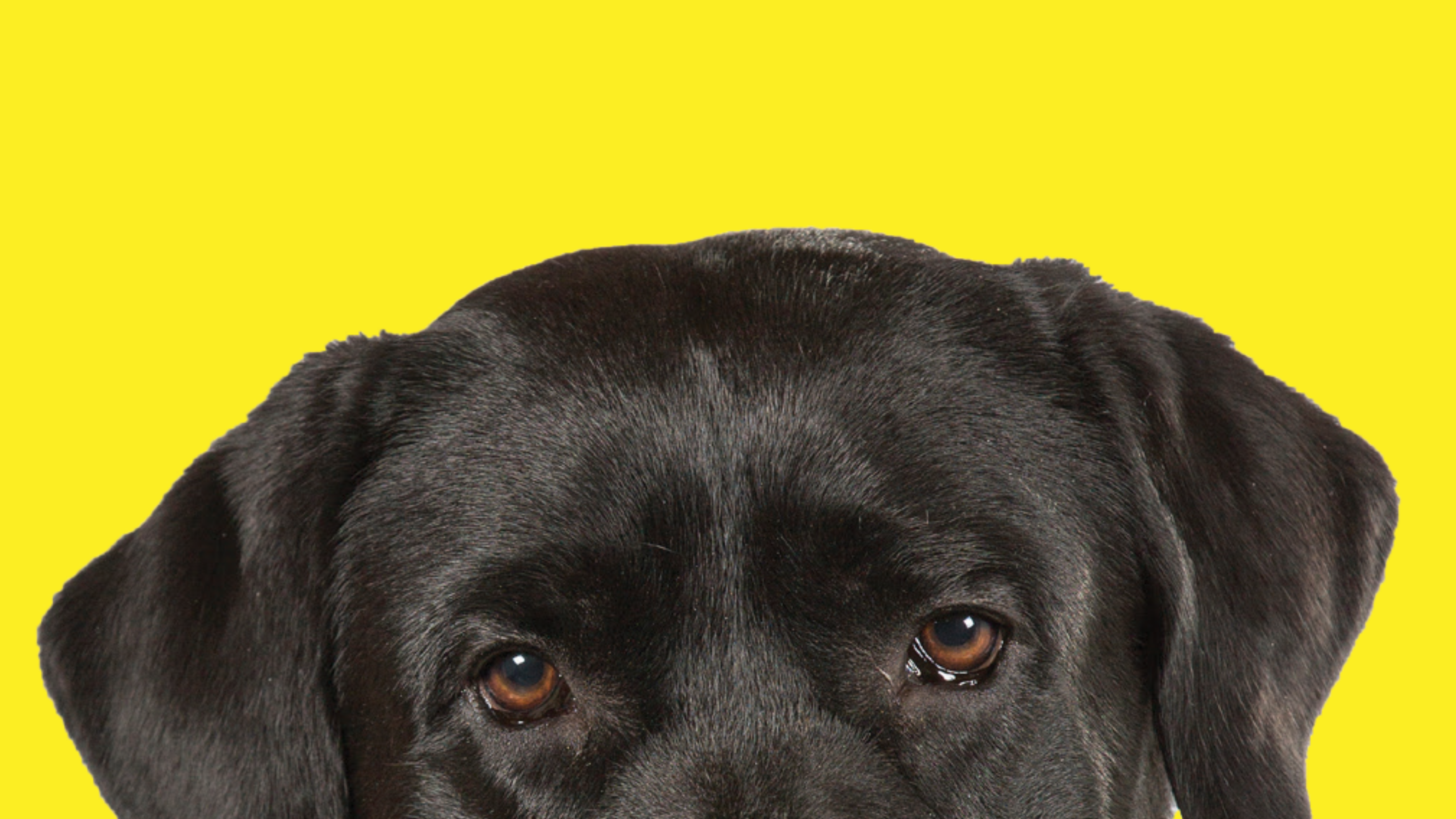 Le haut de la tête d’un chien-guide sur fond jaune. Il s’agit d’un Labrador noir, dont la tête apparaît à mi-hauteur de la page.
