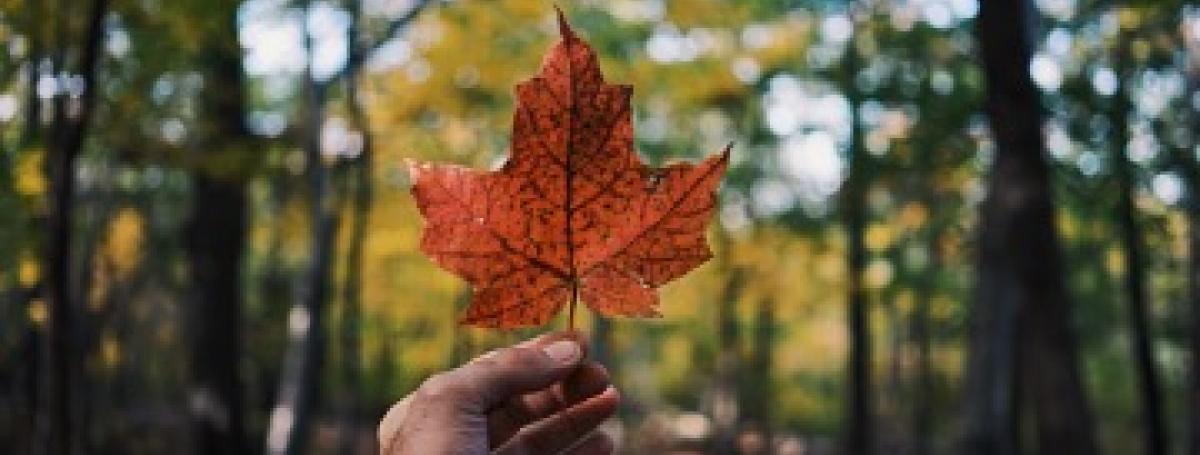 An outstretched hand holds a maple leaf in the center of the frame. In the background is a green forest.