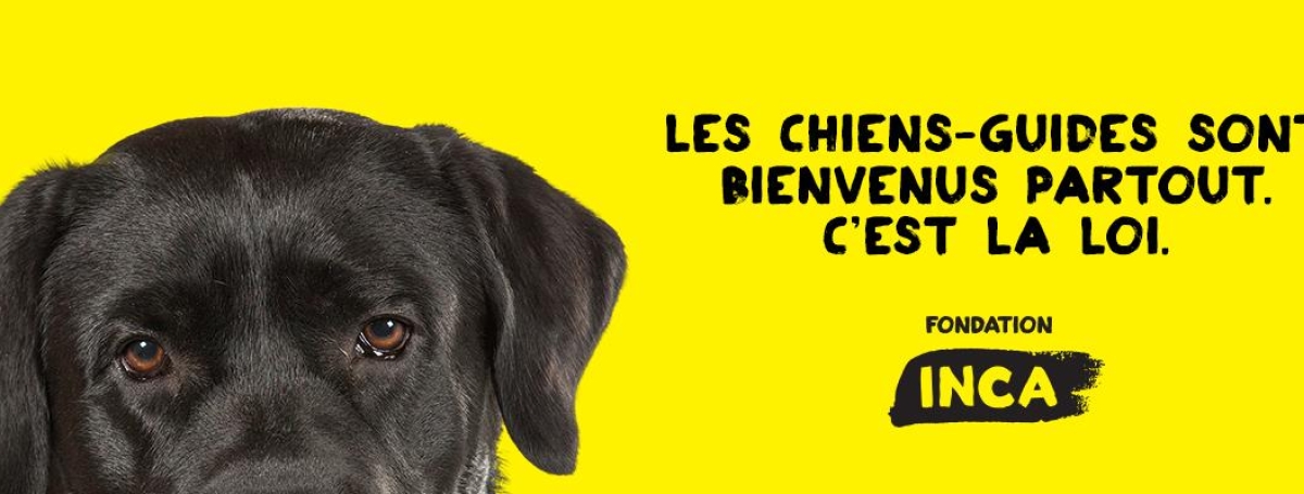  Le haut de la tête d’un chien-guide sur fond jaune. Le chien est un labrador noir et sa tête apparaît au milieu de la page. Le texte « Les chiens-guides sont bienvenus partout. C’est la loi. » apparaît.