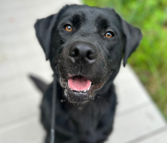 A close-up photo of dog's face, focusing on his nose and mouth. Pete has bright amber eyes and his mouth is open, showing his tongue. A friendly and curious expression! There are drops of water around Pete's snout. 