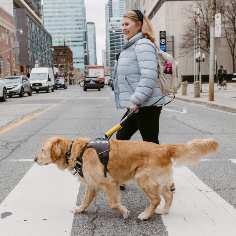 Un binôme composé d'un chien-guide et de son utilisateur traverse une rue en ville. L'utilisateur tient fermement le harnais du chien-guide, et le binôme avance.