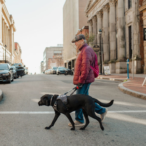 Un binôme composé d'un chien-guide et de son utilisateur traverse une rue en ville. L'utilisateur, un homme d'un certain âge, tient fermement le harnais du chien-guide, et le binôme avance.