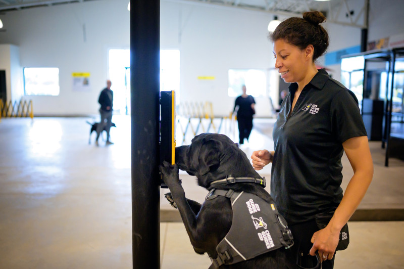 A black labrador retriever and their trainer practise locating a pedestrian signal button
