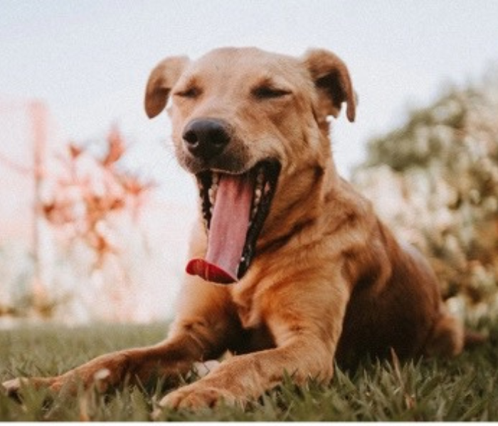 Yawning