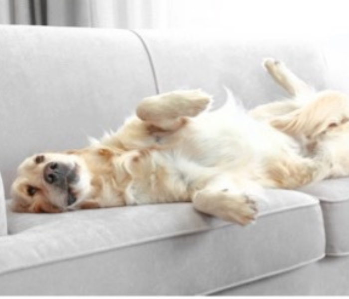 Dog on furniture