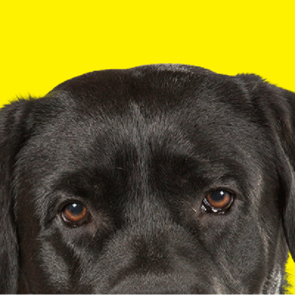 La moitié du haut de la tête d'un Labrador noir et les mots « Les chiens-guides sont bienvenus partout. C'est la loi. » ainsi que le logo de la Fondation INCA, en partenariat avec Utilisatueurs de chiens-guides du Canada