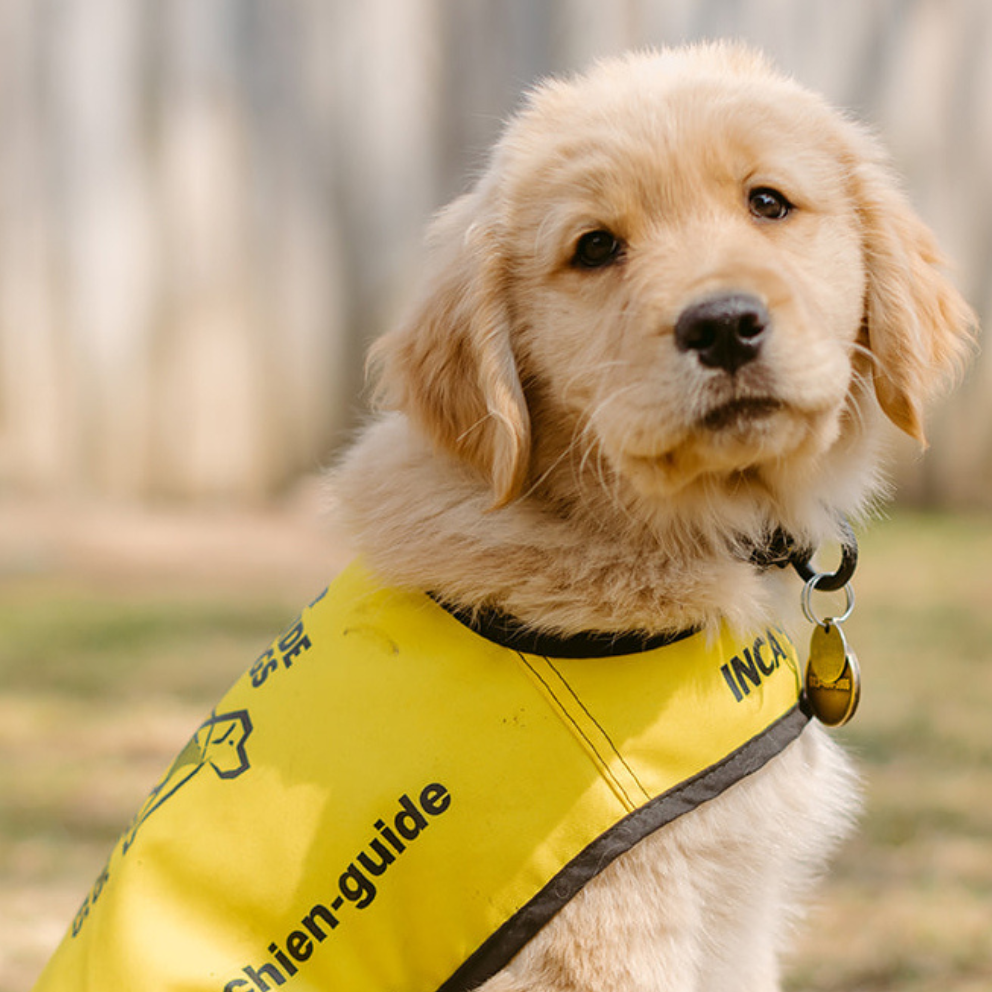 Un labrador-golden retriever au poil soyeux. Le chiot porte un gilet jaune de chien-guide en formation d'INCA.